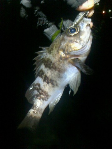 gyuszs5wrrcwpyedrdz4_480_480-74049970.jpg