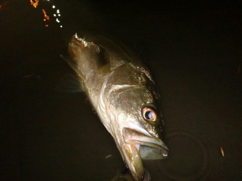 gzv7m8od4pytu75jv2k9_640_480-22577257.jpg