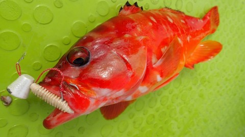 h2ibhme388dkrsfvzojf_480_480-8d3b6016.jpg
