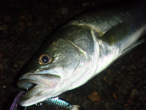 h34spm3gup48mp2higj7_480_480-654c3f83.jpg