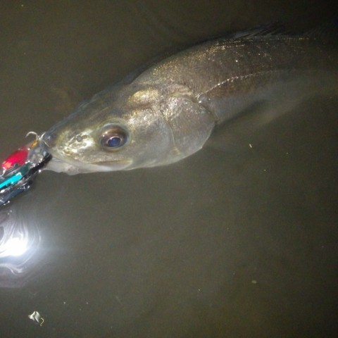 h3sm7racxbbiktrd3678_480_480-bd936564.jpg