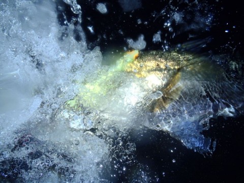 h4wseg528dpzotfvuush_480_480-a76580aa.jpg