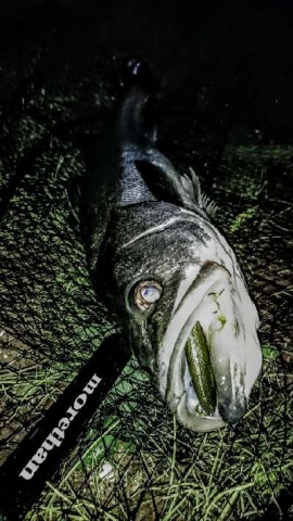 h5mja49xatmiipu9u8ti_480_480-efc25664.jpg