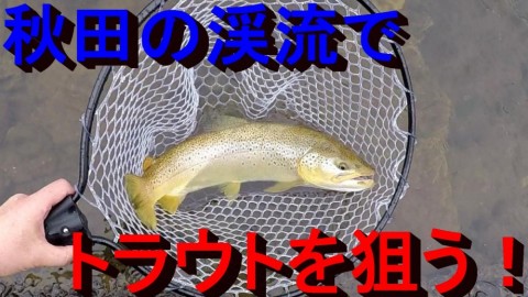 h5zmym2eu7ybh4pnsd3c_480_480-d4931bf6.jpg