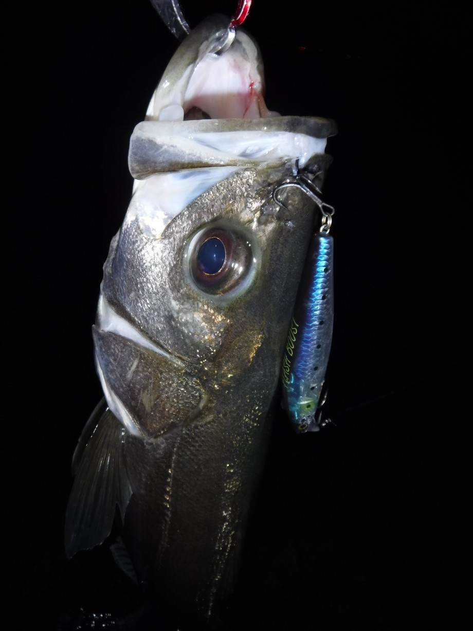 釣りログ】 入れ食い干潟