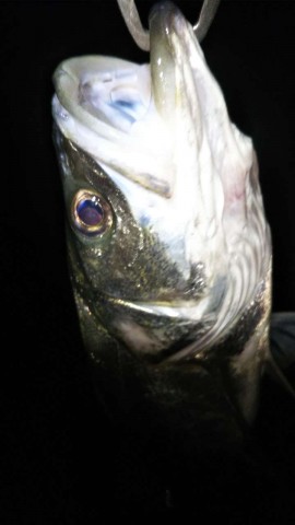 h75jhchu53pstagnevfm_480_480-74d2f22d.jpg