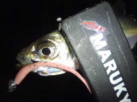 h7kzjp3xywckfmk2vaik_480_480-0910265c.jpg