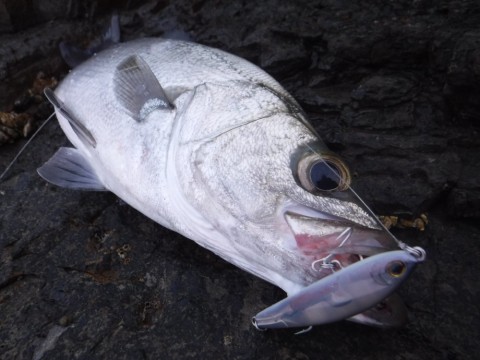 h7p854yupini2phdwjsu_480_480-3c22040a.jpg