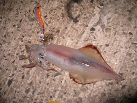 h94mzhistzoxvjfuwxsh_480_480-c53c6946.jpg