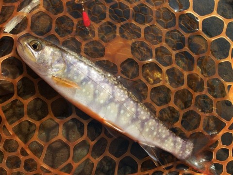 hb939gffzm73x5ewpipr_480_480-1e677463.jpg