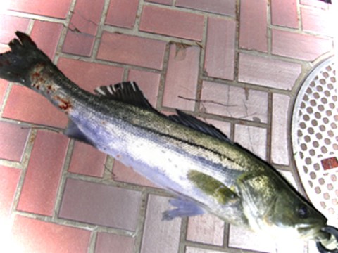 hbax87rtnh9n756ttxc5_480_480-a07fcf96.jpg
