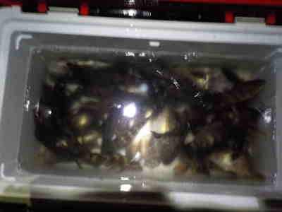 hbcf6x7ne2o8gjyskfa7-24811aa7.jpg