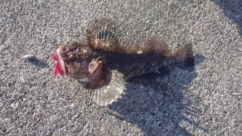 hbjvsojpcmmjunsgcffa_480_480-0049e46f.jpg