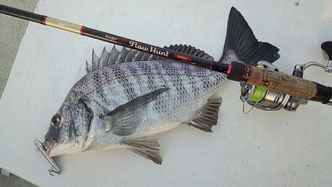 hboiza4gsu883fj8sok6_480_480-620dcffb.jpg