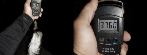 hciyee757waixob5ciss_480_480-95ba14c6.jpg