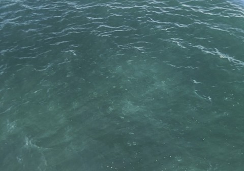 hd6xsdxf7hvs5cfyvny3_480_480-dbf07104.jpg