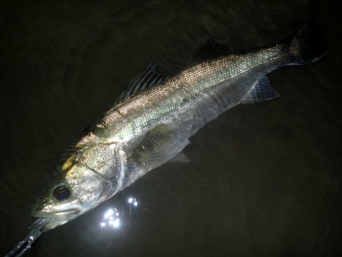 hdk9rknc5utrvundtbbz_480_480-6b582032.jpg