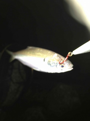 hdoocghigbh3no66m9x4_360_480-3993f9b6.jpg