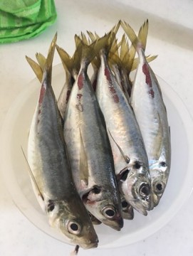 hduaibgjgitatrnkf47y_361_480-9fdf20f3.jpg