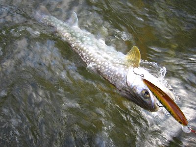 hecaiuiiny2jpmmvisss-69c0f757.jpg