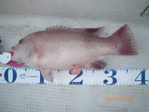 hejuf52mv44ssjnfsey7_480_480-81dee8af.jpg