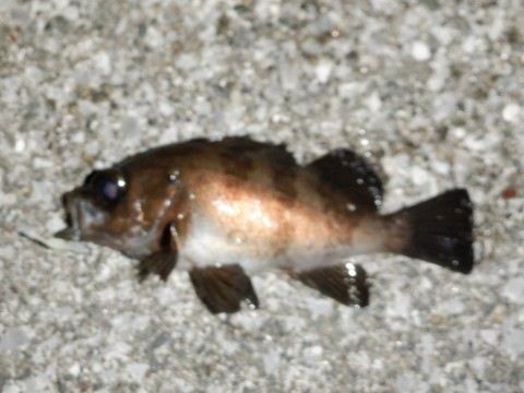 heoarnkkpryno9sv9m89_480_480-a0b43896.jpg