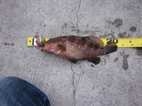 hfddantk6hbhefufb7k4_480_480-3f07516f.jpg