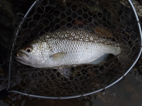 hgj5s8422xcut36ppg6d_480_480-89e4853b.jpg