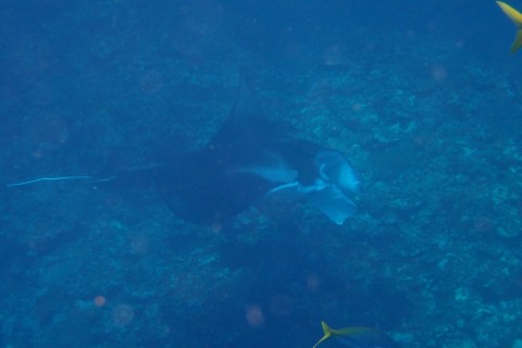 hgz73taku8624xpvy9da_480_480-c662c9b1.jpg