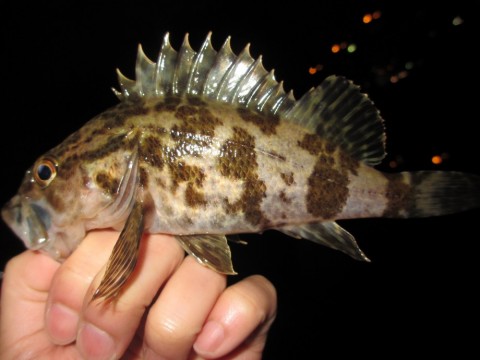 hhdfknhyrewvpidemgwk_480_480-abbfef2b.jpg