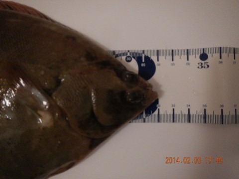 hhnosd9ezjz2c37so4xb_480_480-9d0e767d.jpg