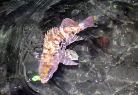 hhvioy57gbab6c3rub8y_480_480-b49156f0.jpg