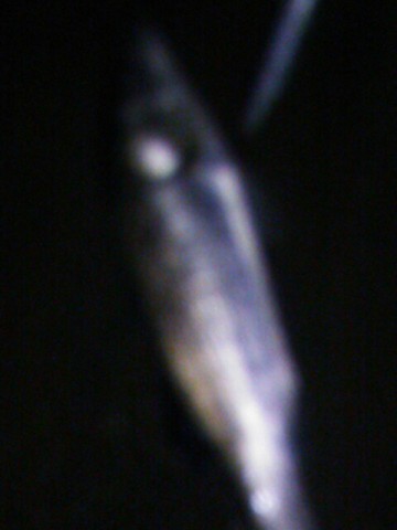 hhz5c4ncctwtpsh4ajoc_480_640-0d6b09ee.jpg