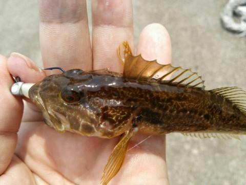 hi3gtad8s73xcrabs6v3_920_690-f1694602.jpg