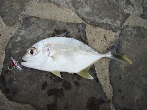 hiadawkpph7io2s4jwa3_480_480-9671913f.jpg