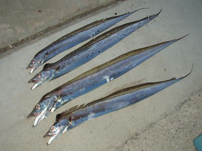 hiazsrmkmuzoomkzeooa-777bbe29.jpg