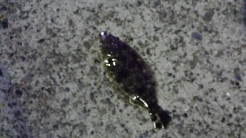 hidajydfw5vpruohmd3t_480_480-ac279f87.jpg