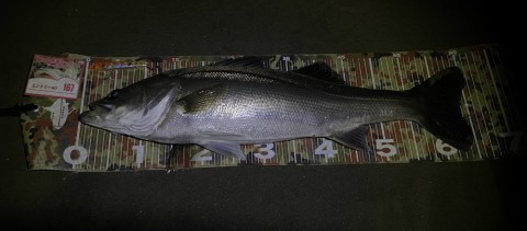 hiobvpijx9jcz7tbtuty_480_480-00a66038.jpg