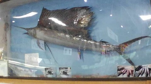 hizrhpm853t85awrjda6_480_480-8d0144e4.jpg