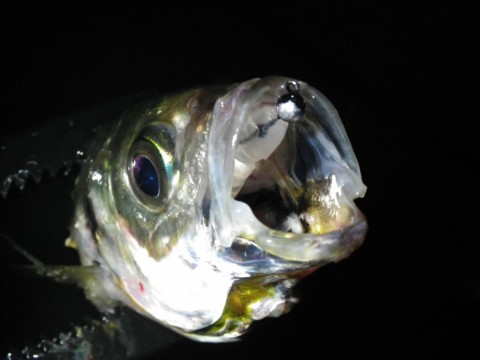 hj4t25366d9vabpfnprt_480_480-ee7ff654.jpg
