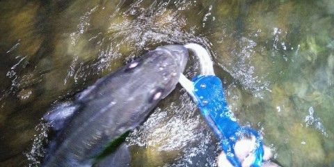 hj5hfks6hph776ca26xw_480_480-eba88820.jpg