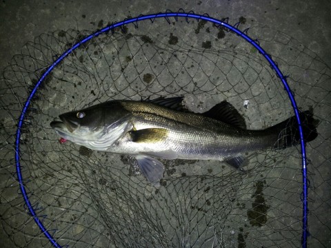 hj97buck5ws3tmw9tovz_920_690-724e204a.jpg
