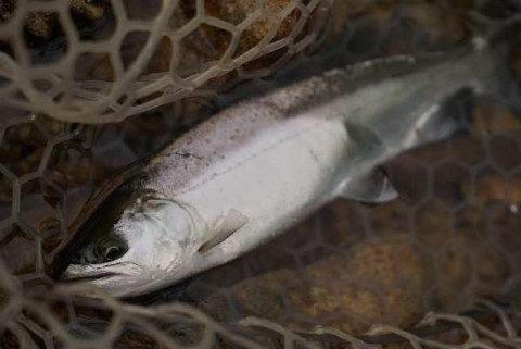 hjkfj6k8zcyugo8vbca6_480_480-fd46d3d5.jpg