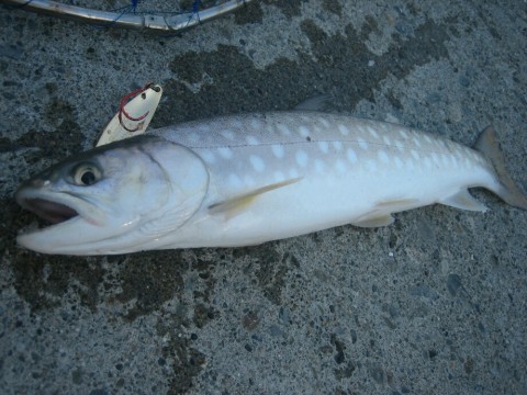 hkgjibwe5zasjbys6a68_920_690-3760f628.jpg