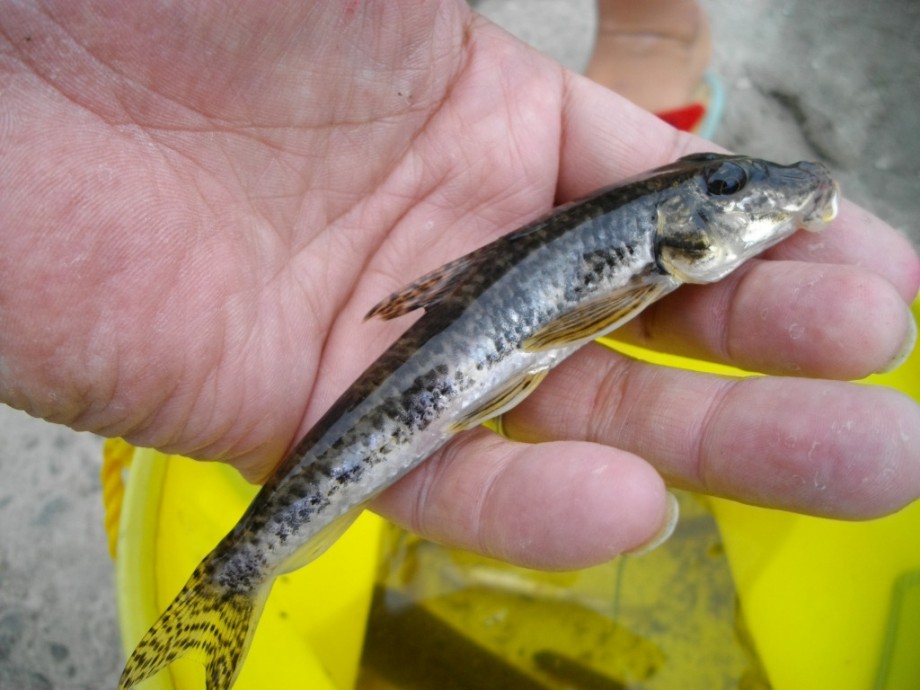東洋式疑似餌釣研究所 秋 淡水魚の楽しみ方 東洋式疑似餌釣研究所 秋 淡水魚の楽しみ方