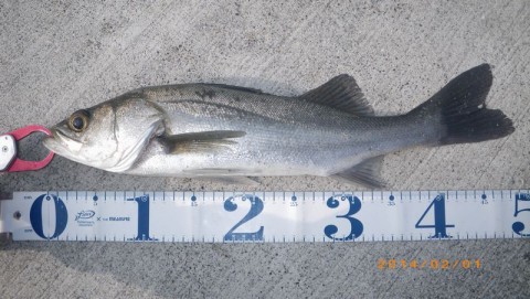 hm2o5gmo7vzpbgfxdrco_480_480-f11a5594.jpg