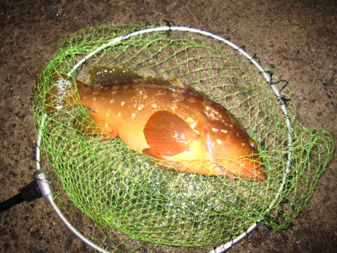 hmokfvbyvuyb7d6aiswr_480_480-673133b0.jpg