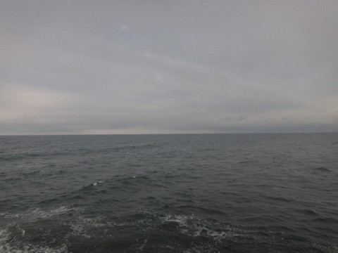 hnopz4ju44o5reuhfe62_480_480-9a604d64.jpg