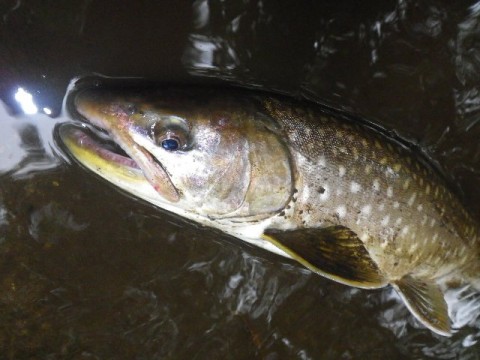 hohgidtbhoy4opvahunn_480_480-a6992602.jpg
