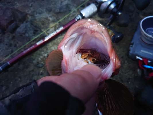 W 毒男釣り日記 のようです Fishman 今年もロックフィッシュがやってきた 根魚シーズン